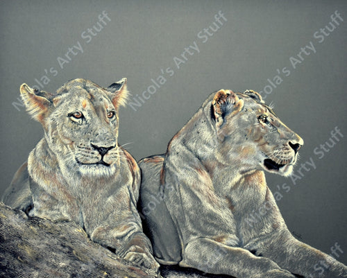 Lionesses - Original